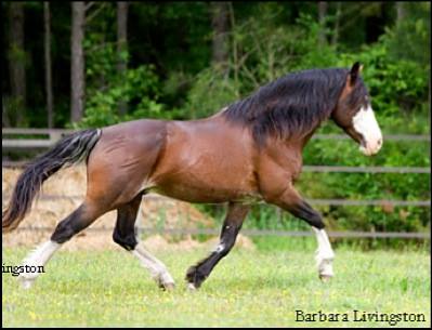 Stallion Wayward Wind