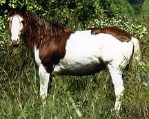 photo of horse
