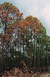 Photo of trees