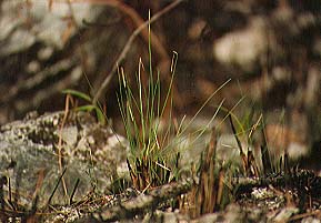 photo of sprouts