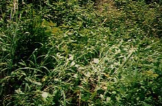 photo of grass