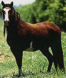 photo of horse