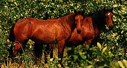 photo of two horses